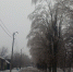 Вдоль улицы Приамурская расположены аварийные тополя, принадлежащие МБОУ  Школа №149 г. Донецка - Donetsk-News.Ru