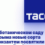 В ботаническом саду Крыма новые сорта хризантем посвятили героям Донбасса - DNR-News.Ru