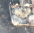 Американские Abrams горят не хуже любого натовского железа - DNR-News.Ru