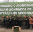 Ленобласть вырастила для восстановления лесов в ДНР 740 тысяч сеянцев сосны - Правительство ДНР